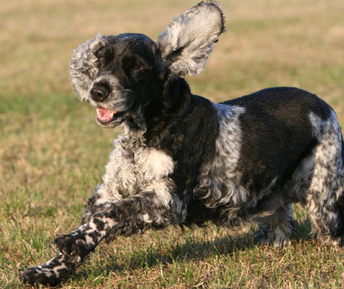 Irma La Douce vom Schloss Hellenstein
