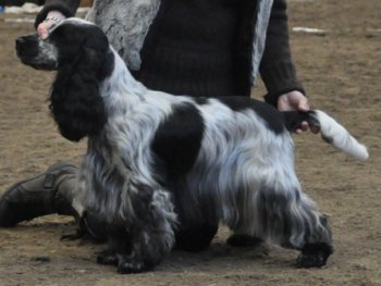 Irma La Douce vom Schloss Hellenstein