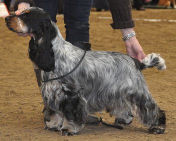 Irma La Douce vom Schloss Hellenstein