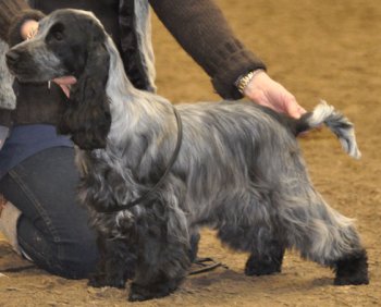 Irma La Douce vom Schloss Hellenstein